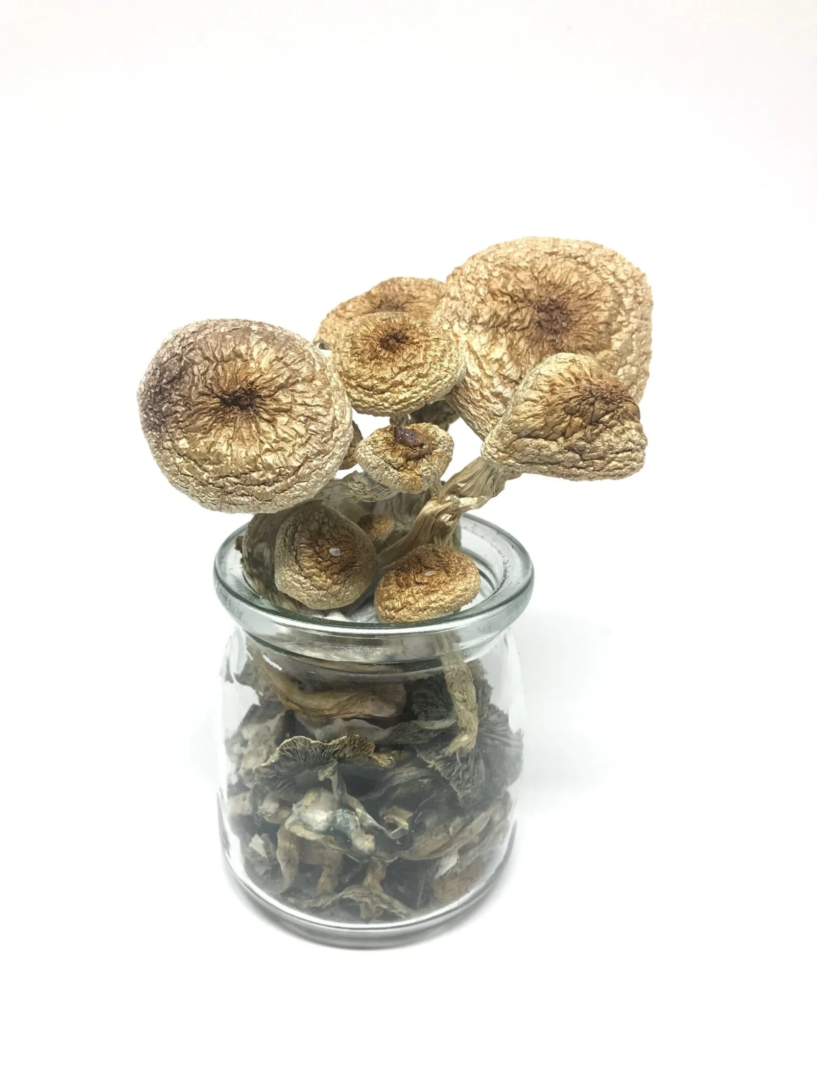 B+ Cubensis | Magic Mushrooms